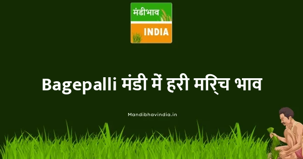 Green Chilli भाव